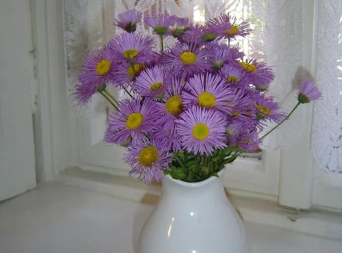 Tornacos Vendeghaz Daire *